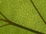 Thumbnail for File:Catalpa sp, leaf veins 04.jpg