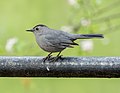 * Nomination Gray catbird at Green-Wood Cemetery in Brooklyn, NY --Rhododendrites 16:16, 3 May 2020 (UTC) * Promotion  Support Good quality. --Poco a poco 16:27, 3 May 2020 (UTC)