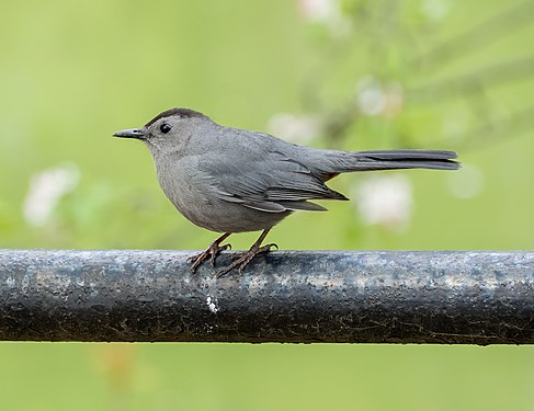 Gray catbird in Green-Wood Cemetery