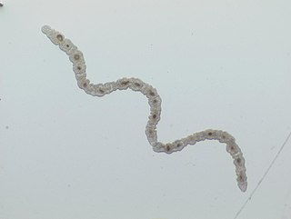 Catenulidae family of worms