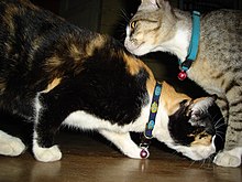 Cats wearing collars with bells Cats in Wat Khung Taphao 01.jpg