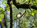 Thumbnail for File:Cedar waxwing in GWC (42665).jpg