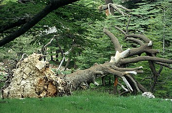 Fallen tree, 'Cedars of God', Lebanon