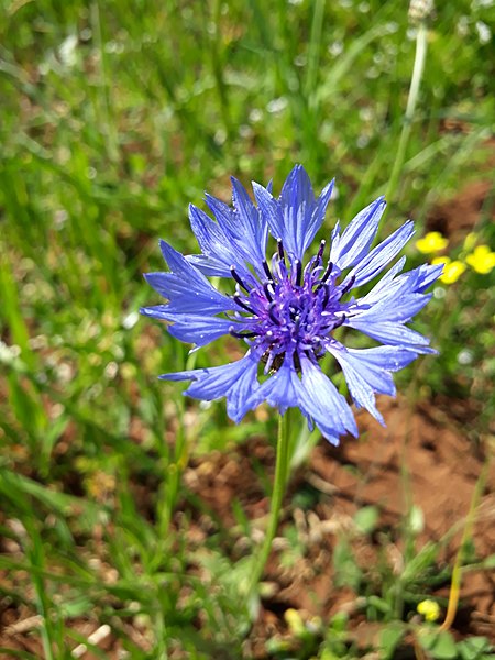 File:Centaurea cyanus L.jpg