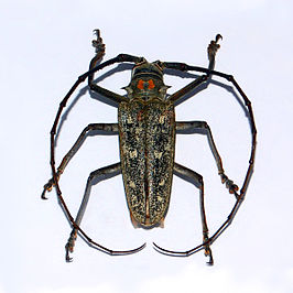 Batocera humeridens