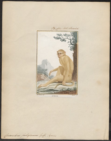 File:Cercocebus fuliginosus - 1700-1880 - Print - Iconographia Zoologica - Special Collections University of Amsterdam - UBA01 IZ19900135.tif