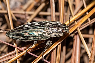 <i>Chalcophora georgiana</i> Species of beetle