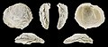 * Nomination Left valve of a Pliocene bivalve, Chama placentina --Llez 05:24, 11 September 2021 (UTC) * Promotion  Support Good quality.--Famberhorst 05:28, 11 September 2021 (UTC)