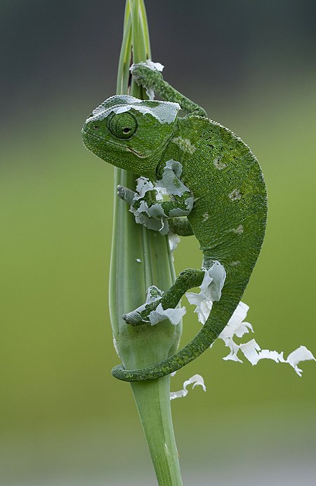 Fail:Chamaeleo chamaeleon - Common Chameleon - Bukalemun.jpg