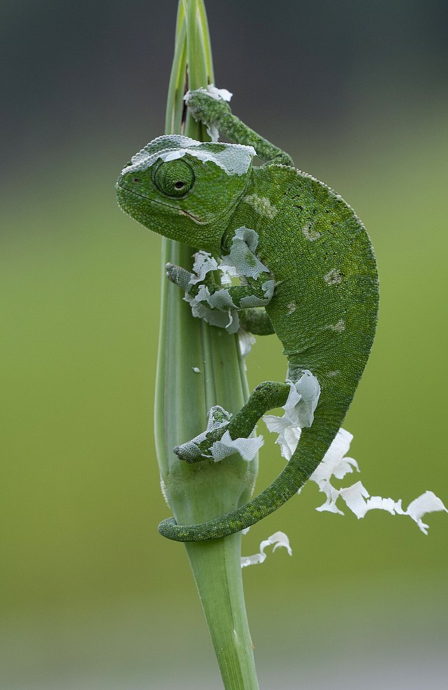 Камелеон Chamaeleo chamaeleon .