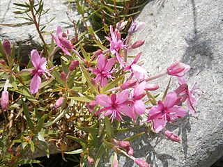 <i>Chamaenerion fleischeri</i> Species of flowering plant in the willowherb family Onagraceae