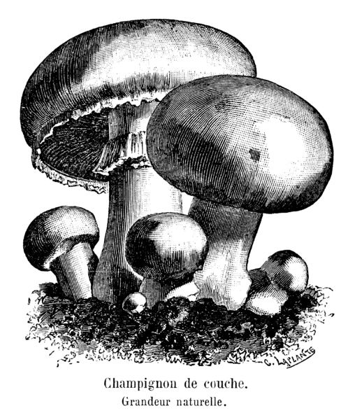 File:Champignon de couche Vilmorin-Andrieux 1904.png