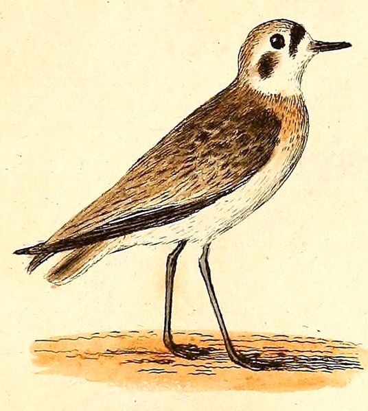 File:Charadrius pecuarius 1832.jpg