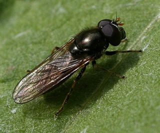 <i>Cheilosia pagana</i> Species of fly