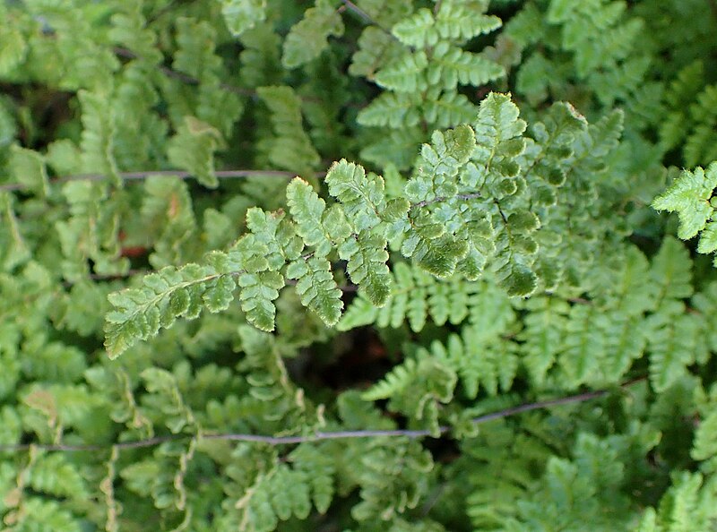 File:Cheilanthes lanosa kz4.jpg