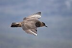 Thumbnail for File:Chilean Skua (4302377427).jpg