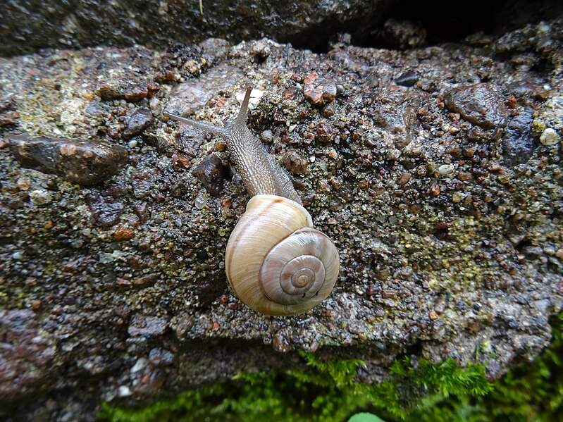 File:Chilostoma cingulatum Piazzo 05.jpg