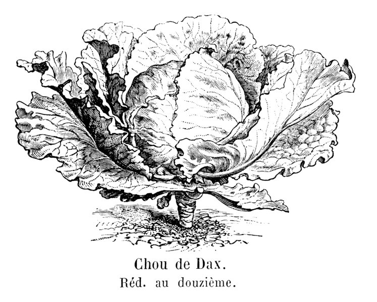 File:Chou de Dax Vilmorin-Andrieux 1904.png