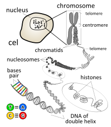 the structure of chromatin within a chromosome Chromosome en.svg