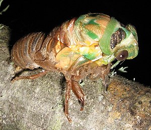A molting cicada
