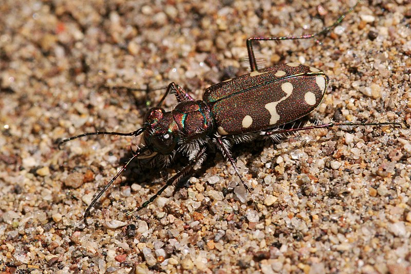 File:Cicindela limbalis - Flickr - aspidoscelis.jpg