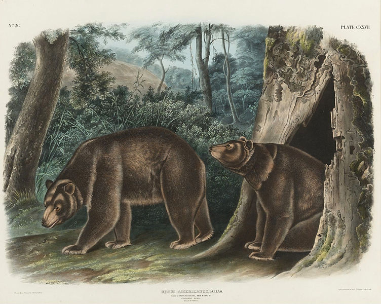 File:Cinnamon bear by J T Bowen after John James Audubon.jpg