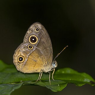 <i>Bicyclus procora</i> Species of butterfly