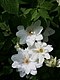 Clematis 'Nyonya George Jackman'.JPG