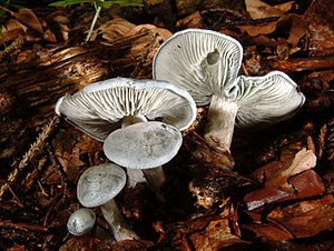 Green anise funnel (Clitocybe odora)