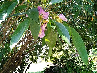 <i>Clitoria fairchildiana</i> Species of legume