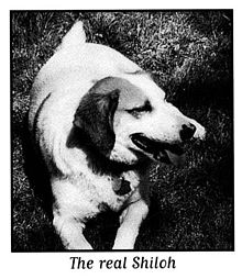 Clover, the mistreated beagle in West Virginia who inspired Naylor to write Shiloh. Clover, the beagle who inspired the novel Shiloh.jpg