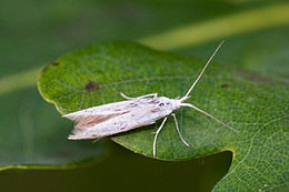 Zsákhordó moly (Coleophoridae sp.)