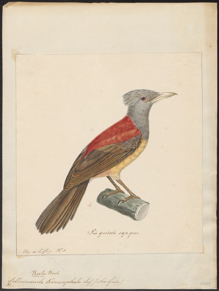 File:Colluricincla kirrocephala - 1825-1839 - Print - Iconographia Zoologica - Special Collections University of Amsterdam - UBA01 IZ16600305.tif