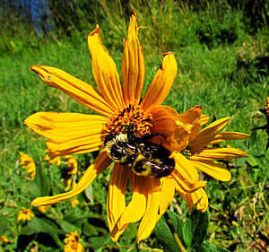 Bombus Impatiens