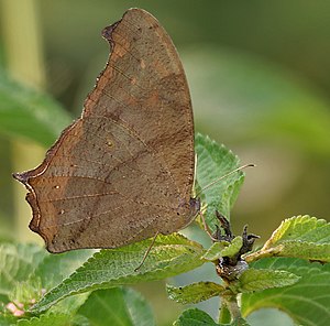 Common Evening Brown (Melanitis leda) in Kawal, AP W IMG 1932.jpg