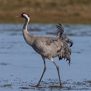 Ortak vinç grus grus.jpg