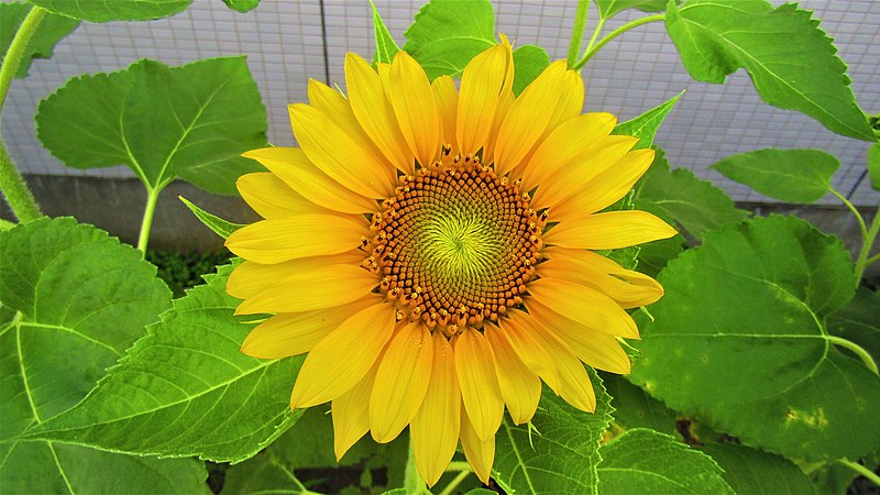 File:Common sunflower (Helianthus annuus).jpg