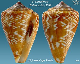 Conus curralensis