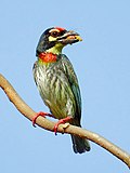 Thumbnail for Coppersmith barbet