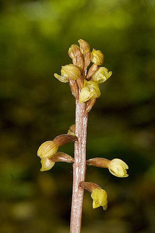 <i>Corallorhiza bentleyi</i> Species of orchid