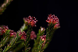 <i>Corema conradii</i> Species of flowering plant