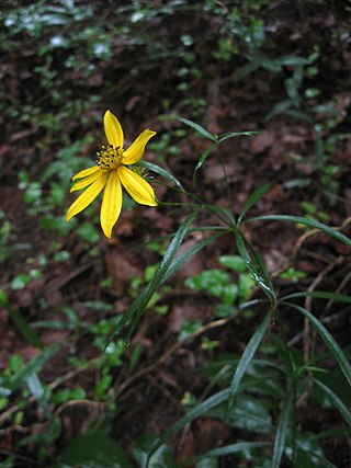 <i>Coreopsis delphiniifolia</i> Species of flowering plant