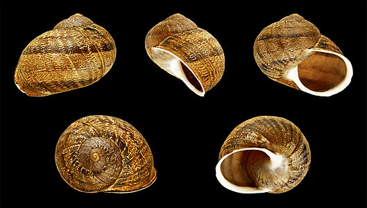 Cornu aspersum f. maxima