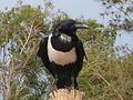 Schildrabe Pied Crow