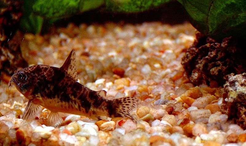 File:Corydora paleatus2.jpg