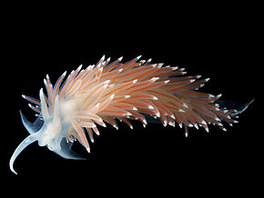 Descrierea imaginii Coryphella-nobilis.jpg.