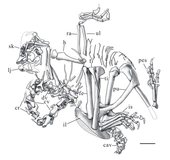 Corythoraptor holotype outline.png