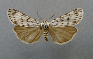 <i>Coscinia cribraria</i> Species of moth