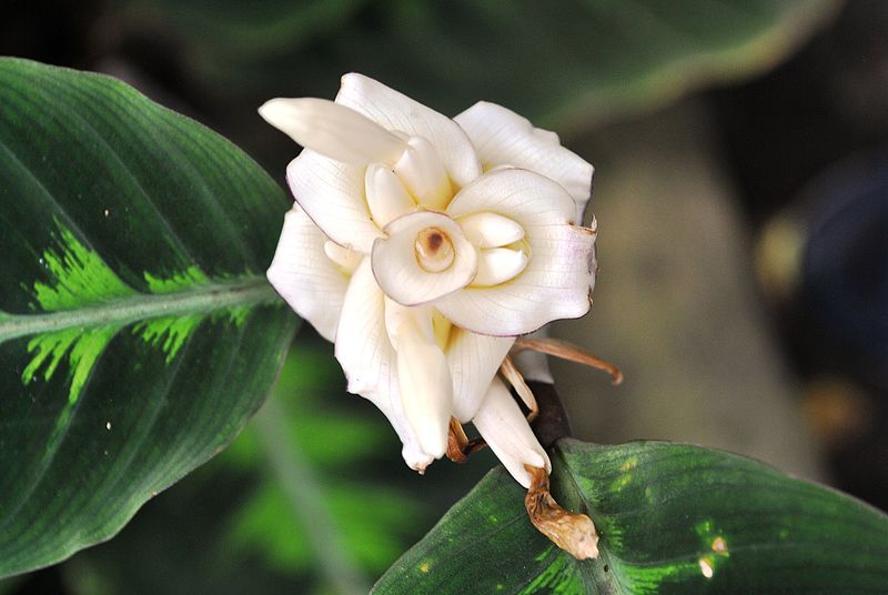 File:Costus spiralis (Jacq.) Roscoe - trop South America.jpg