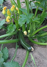 Courgette